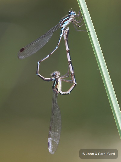 J17_4827 Austrolestes colensonis in cop.JPG